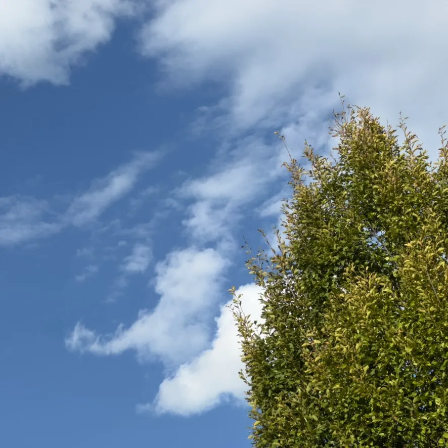 Treetop against a blue sky with clouds